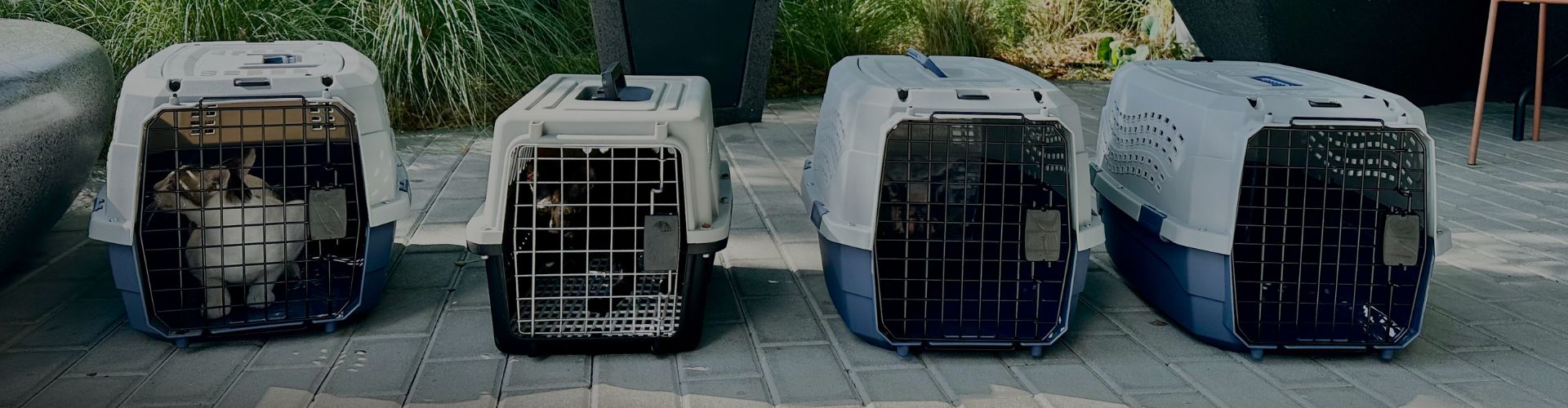 Multiple cats sitting inside plastic travel carriers lined up outdoors, prepared for transport as part of a TNR program.