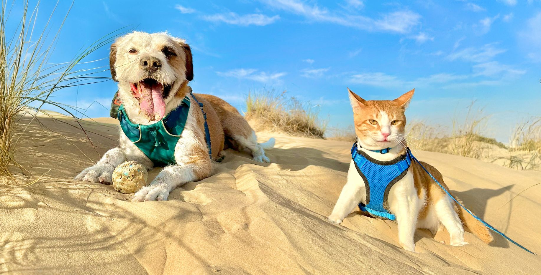 Brown and white dog with ball lying on sand next to an orange and white cat in a harness, enjoying a sunny desert dune adventure together.