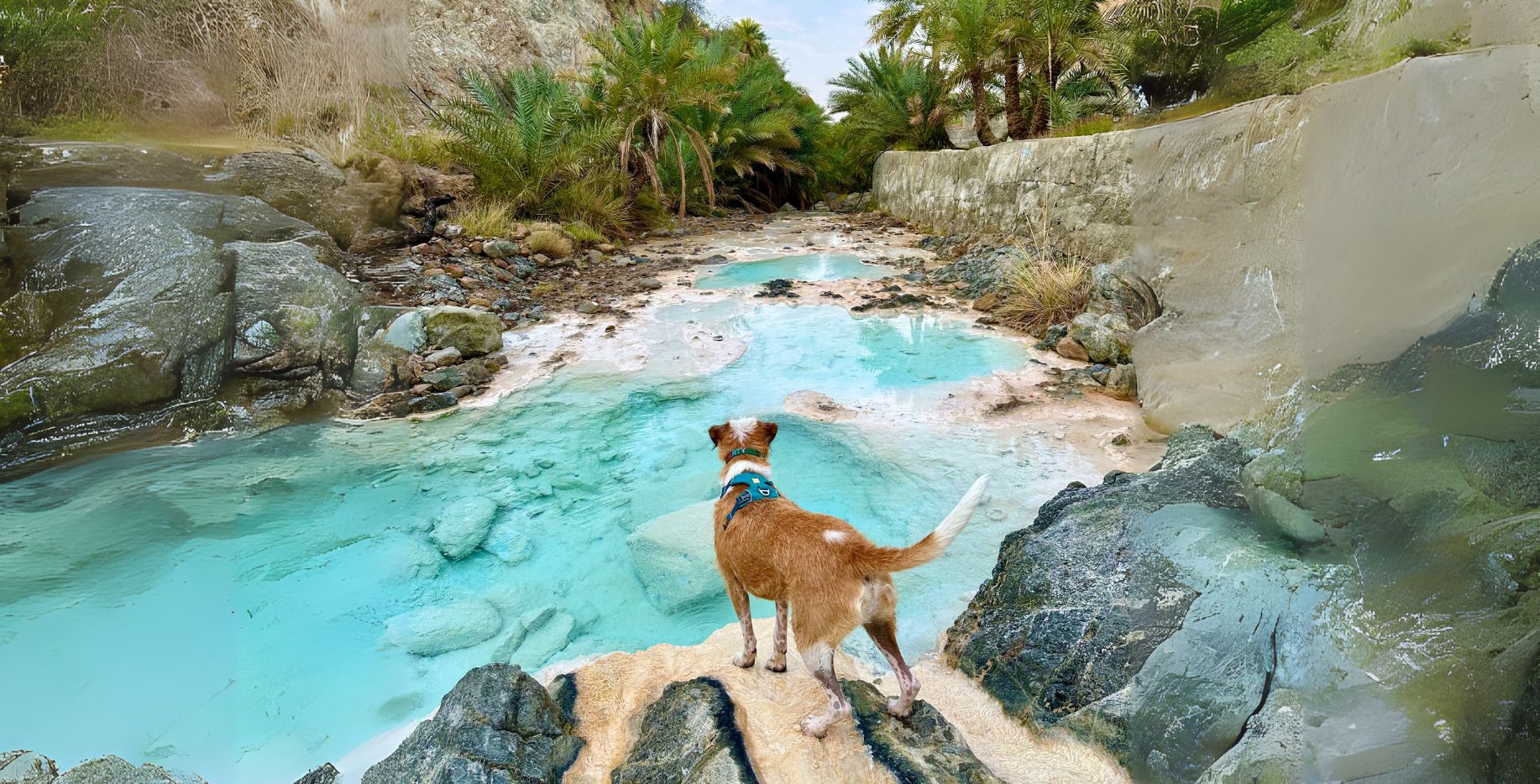 Brown and white dog in a harness standing on rocks, overlooking turquoise water pools and palm trees during a pet-led adventure.