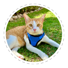 Ginger and white cat wearing a blue harness lying on green grass outdoors