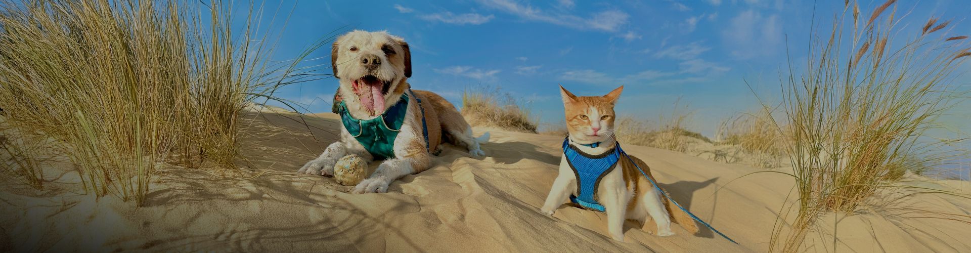 Marty the dog and Frankie the cat sitting together on a sandy desert dune under a bright blue sky