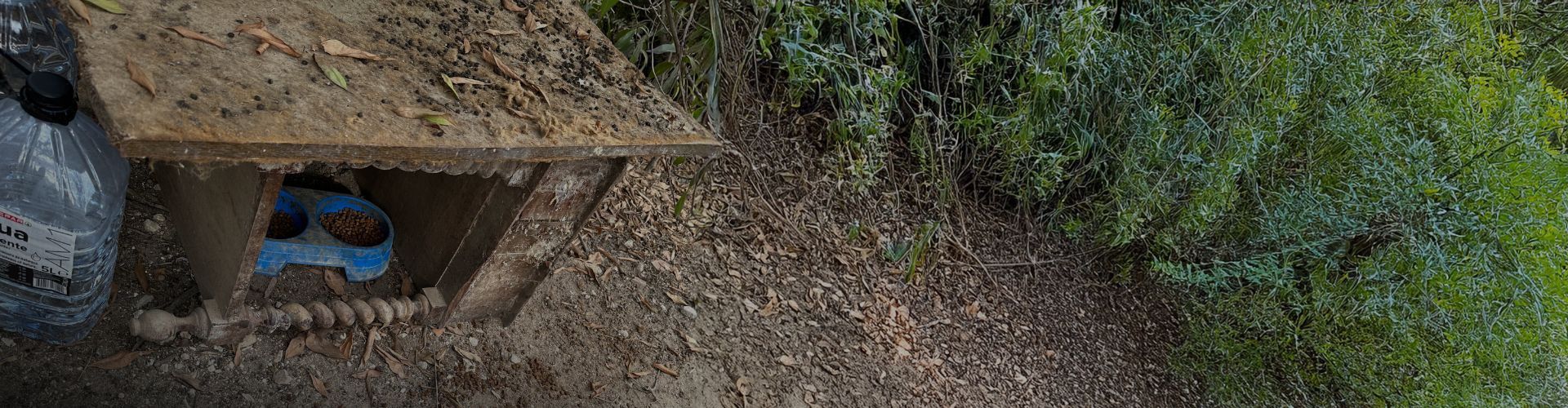 Wooden shelter with bowls of food and water for stray cats, placed along a forest pathway.