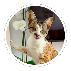 Brown and white blind cat sitting indoors beside a white orchid