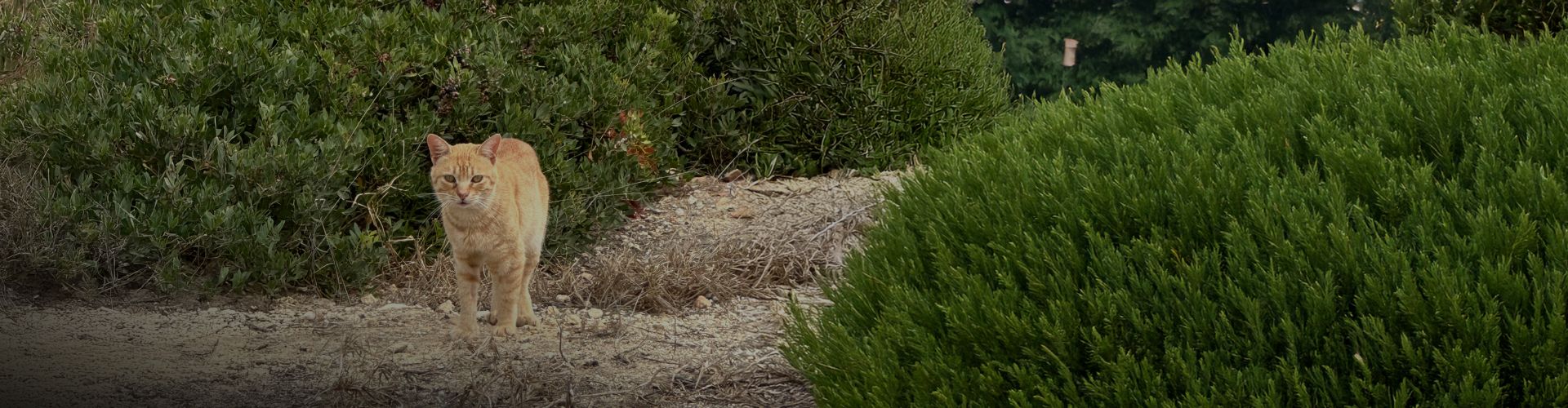 Orange stray cat standing among green bushes on rocky ground, looking directly at the camera.