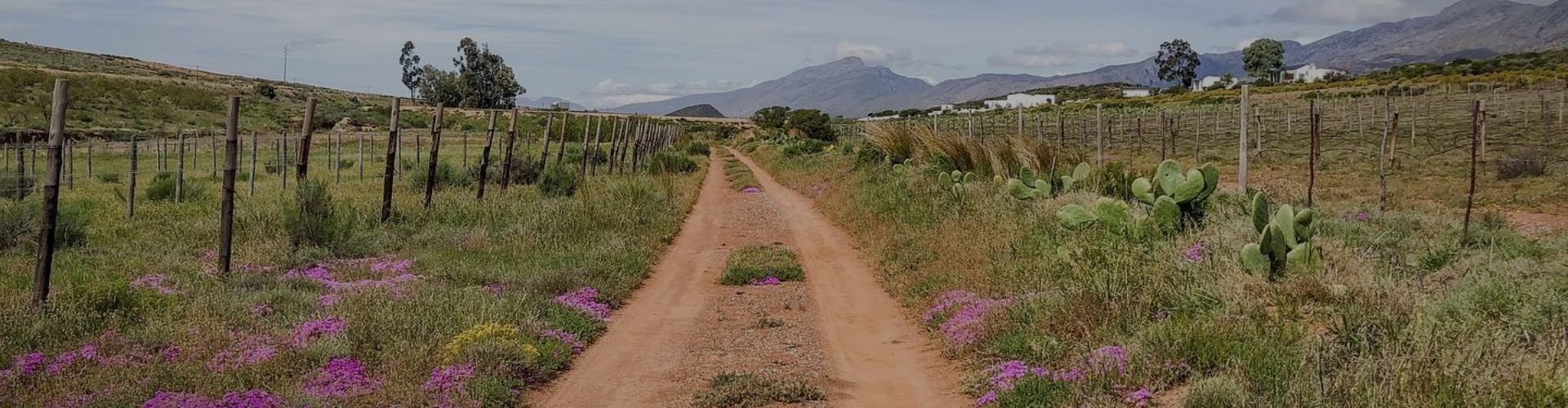 Dirt farm road lined with vineyards and wild purple flowers leading toward mountains in the distance.