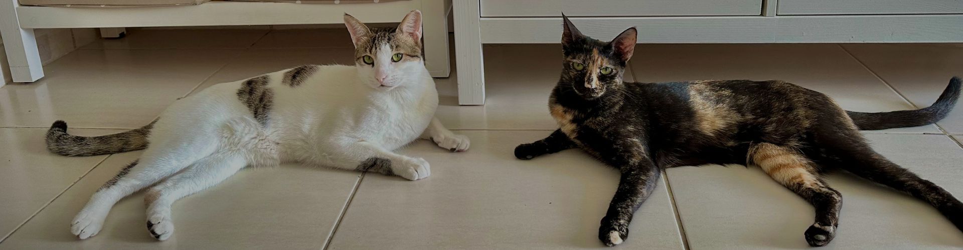 Joey, a tabby and white rescue cat, and Rosie, a tortoiseshell rescue cat, relaxing side by side indoors.