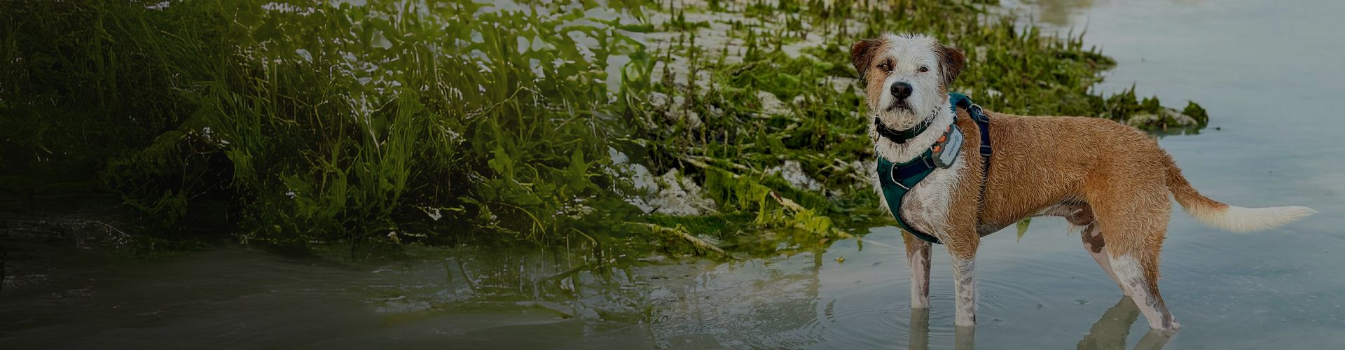Marty, a brown and white rescue dog, standing in shallow water with greenery in the background, wearing a harness during an outdoor adventure.