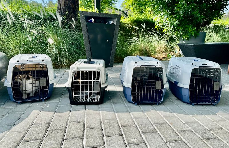 Why TNR Matters - Pawstination