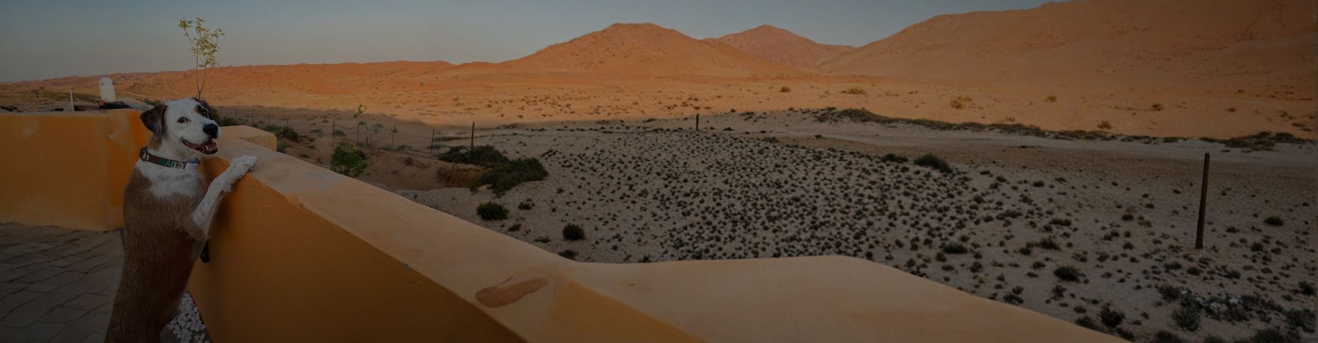 Dog standing with paws on a yellow wall, overlooking rolling desert dunes during golden hour.