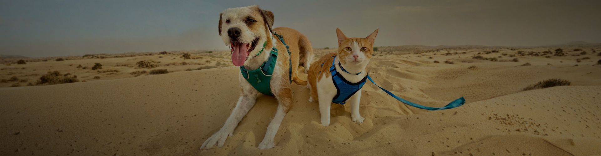 Marty and Frankie wearing harnesses sitting on desert sand with dunes in the background.