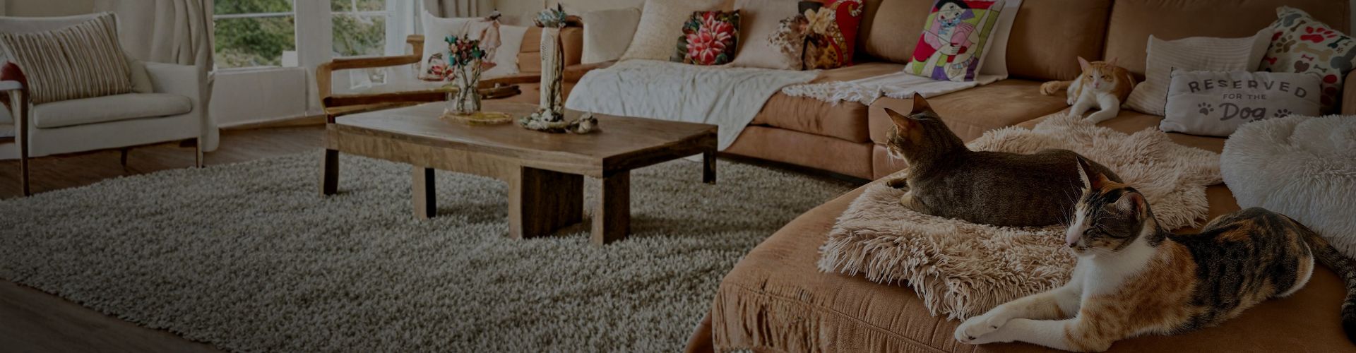 Multiple cats relaxing on a sofa in a warm and cozy living room.