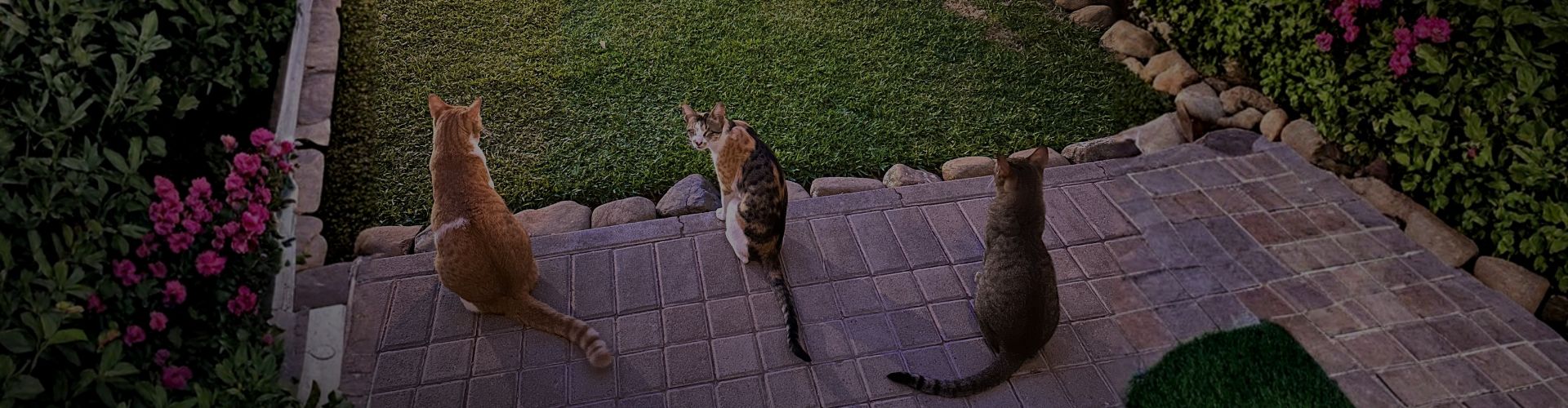 Three rescue cats sitting neatly side by side on a patio step, watching a green garden together.