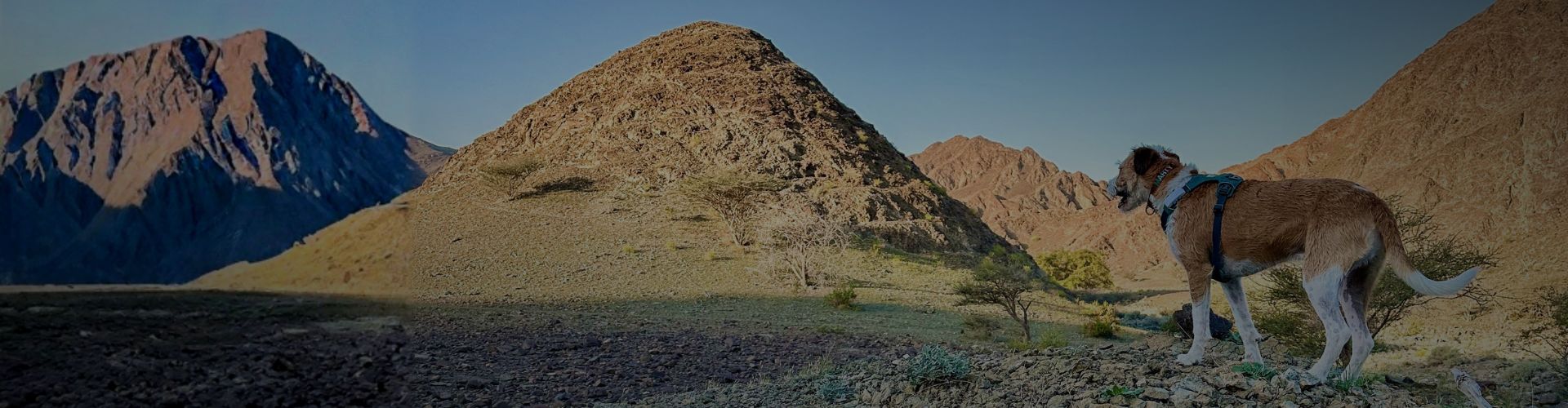 Marty standing on a hillside overlooking rugged mountain terrain in bright daylight.