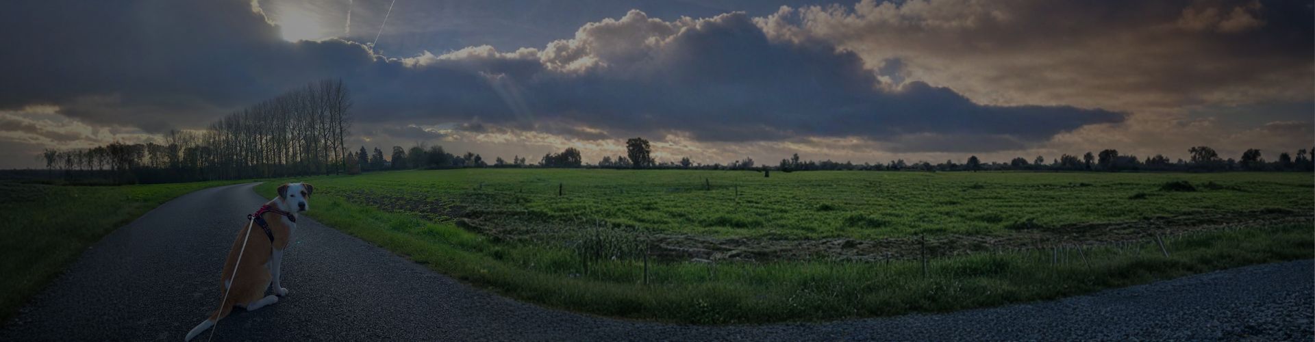 Marty the dog sitting on a rural road facing the camera with fields and clouds in the background.