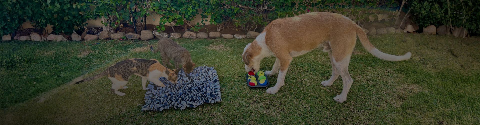 Marty and 2 cats enjoying a snuffle mat as enrichment.