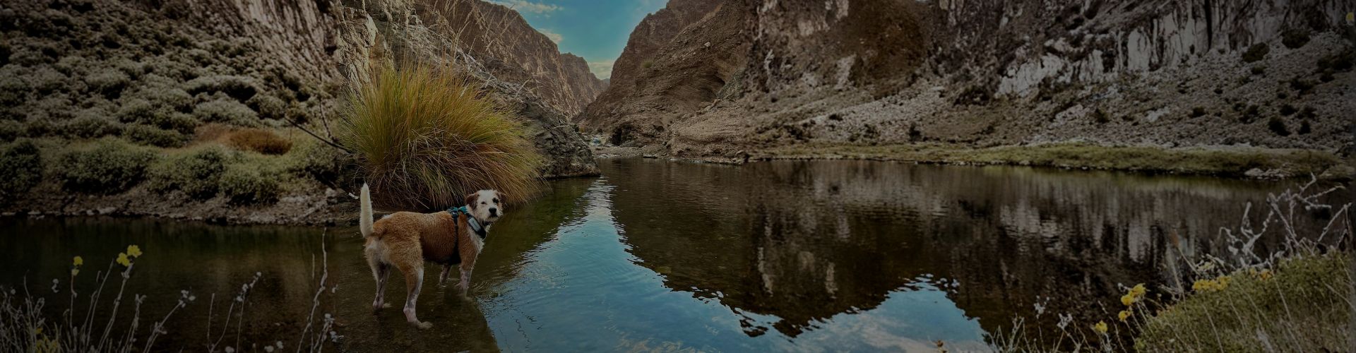 Dog standing beside a reflective mountain lake surrounded by cliffs and wild grasses.
