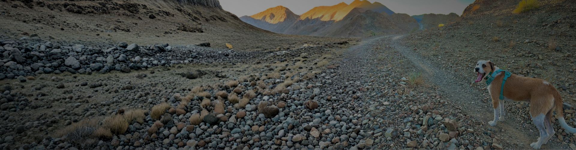 Marty walking on a rocky desert trail surrounded by mountains during sunrise.