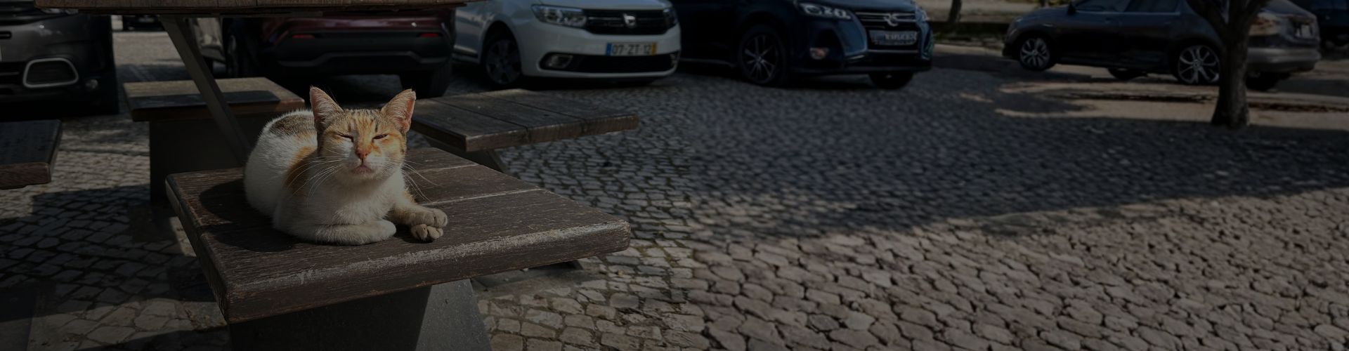 Stray cat o a bench in Portugal.